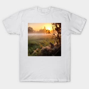 Sunrise over a green meadow fog rises in the summer and frog sitting on the front T-Shirt